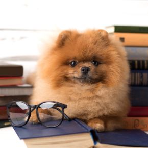 How clever is your dog? Take our test! How clever is your dog? Take our test!
