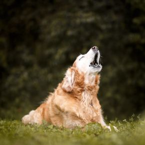 Stiffer? Slower? Grumpier? Could your dog have arthritis? Stiffer? Slower? Grumpier? Could your dog have arthritis?