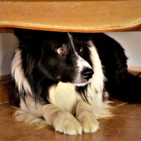 Bayswater Vets helps owners understand firework-driven noise phobias in dogs Bayswater Vets helps owners understand firework-driven noise phobias in dogs
