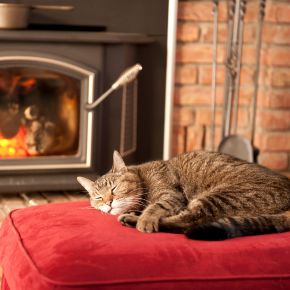 A guide from Vet Victoria Seale on your cat’s happiness this winter A guide from Vet Victoria Seale on your cat’s happiness this winter