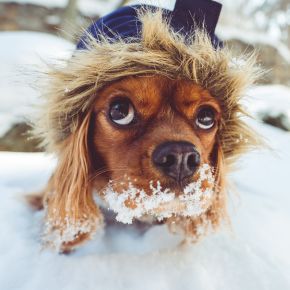 Winter dog health conditions: how to protect your best friend Winter dog health conditions: how to protect your best friend