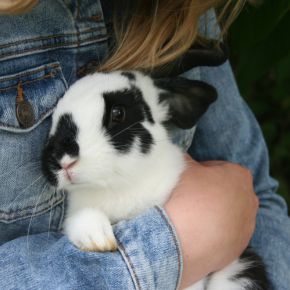Celebrate your rabbit with this advice from Bayswater Vets Celebrate your rabbit with this advice from Bayswater Vets