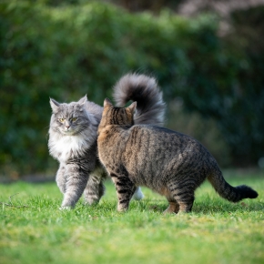 Why cat neutering is about more than unplanned kittens Why cat neutering is about more than unplanned kittens