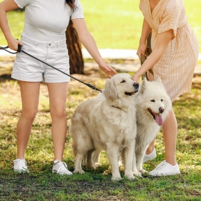 Avoid puppy season ‘accidents’ with Bayswater Vets’ dog neutering advice