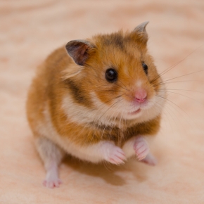 Help! My new small furry pet has a pregnancy bump Help! My new small furry pet has a pregnancy bump