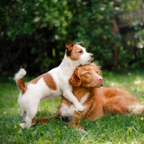 Dog vaccination advice for distemper, parvovirus, kennel cough & more
