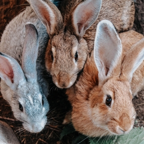 Hop into Health: The importance of Rabbit Vaccinations Hop into Health: The importance of Rabbit Vaccinations