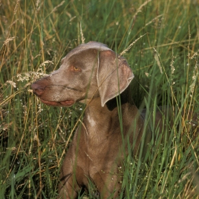 Vet Victoria Seale answers FAQs on ticks and the health threat to dogs and humans