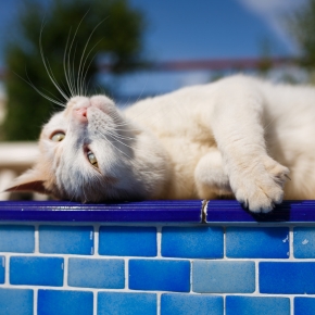 Bayswater cats know what they want from a pet sitter Bayswater cats know what they want from a pet sitter