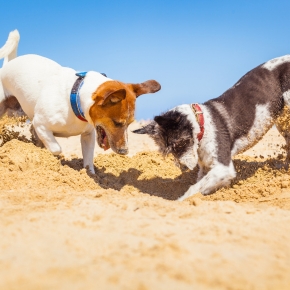 Our favourite UK dog-friendly holiday destinations for 2024 Our favourite UK dog-friendly holiday destinations for 2024