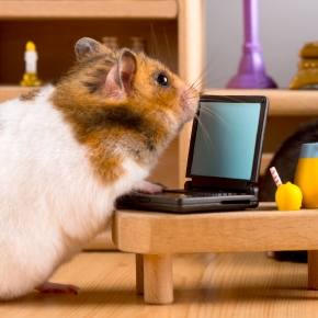 Going on holiday? Here’s your small pet prep guide from Bayswater Vets! Going on holiday? Here’s your small pet prep guide from Bayswater Vets!