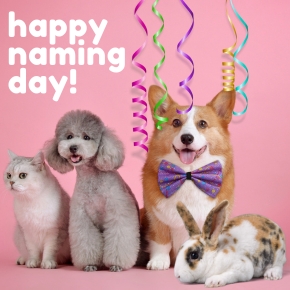 Bayswater Vet Nurses Share Ideas for the Perfect Pet Name Bayswater Vet Nurses Share Ideas for the Perfect Pet Name