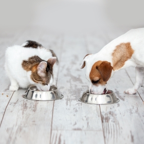 Which Pet Food to Buy? Get our Guide to Life Stage Diets Which Pet Food to Buy? Get our Guide to Life Stage Diets