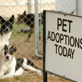 7 Questions You Need to Ask Before Adopting a Pet 7 Questions You Need to Ask Before Adopting a Pet