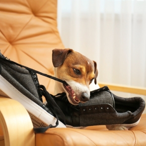 Vet Victoria Seale Has Helpful Advice for Dog Separation Anxiety