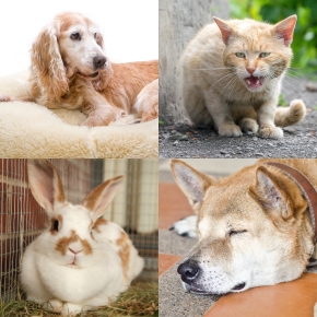 Vet Victoria Seale Shares Signs of Pain in Dogs, Cats and Rabbits