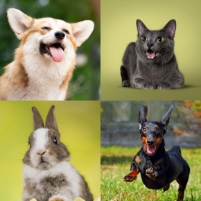 Reduce the Risk of Common Pet Diseases with These Tips Reduce the Risk of Common Pet Diseases with These Tips