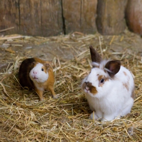 Bayswater Vets on Preventing GI Issues in Rabbits and Guinea Pigs Bayswater Vets on Preventing GI Issues in Rabbits and Guinea Pigs