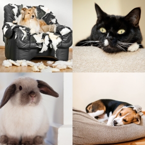 Vets in Bayswater Share Pet Boredom Quiz Vets in Bayswater Share Pet Boredom Quiz