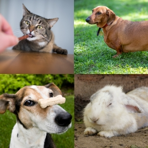 Pet Overweight? Vet Nurses in Bayswater Share Pet Obesity Warning