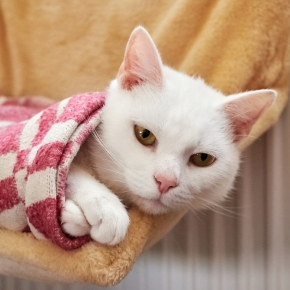 Winter Skin Care Tips for Your Pet from Bayswater Vets Winter Skin Care Tips for Your Pet from Bayswater Vets