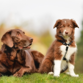 Bayswater Vets’ Guide to Socialising Puppies and Adult Dogs