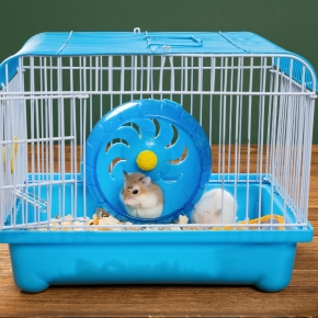 Making Small Furries More Comfortable in Their Senior Years Making Small Furries More Comfortable in Their Senior Years