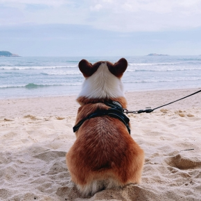 Preparing for a Dog-Friendly Beach Day with Bayswater Vets Preparing for a Dog-Friendly Beach Day with Bayswater Vets